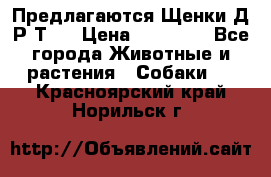 Предлагаются Щенки Д.Р.Т.  › Цена ­ 15 000 - Все города Животные и растения » Собаки   . Красноярский край,Норильск г.